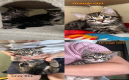 Bengal cats for sale: X Bengal Kittens x5 available   - Image 5