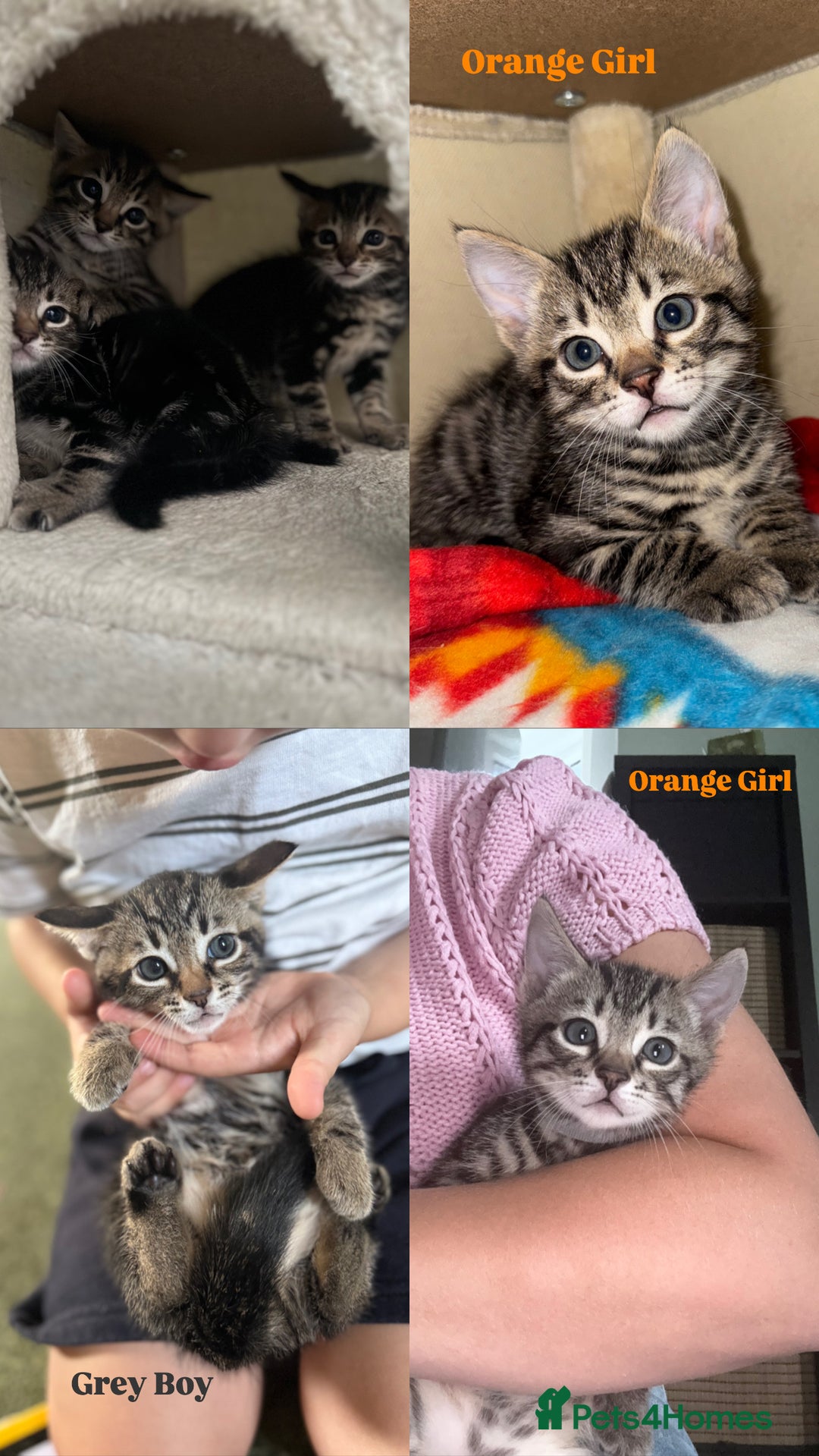 Bengal cats for sale: X Bengal Kittens x5 available   - Image 5