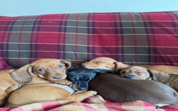 Miniature Dachshund dogs for sale: Miniature Dachshund Puppies  - Image 2