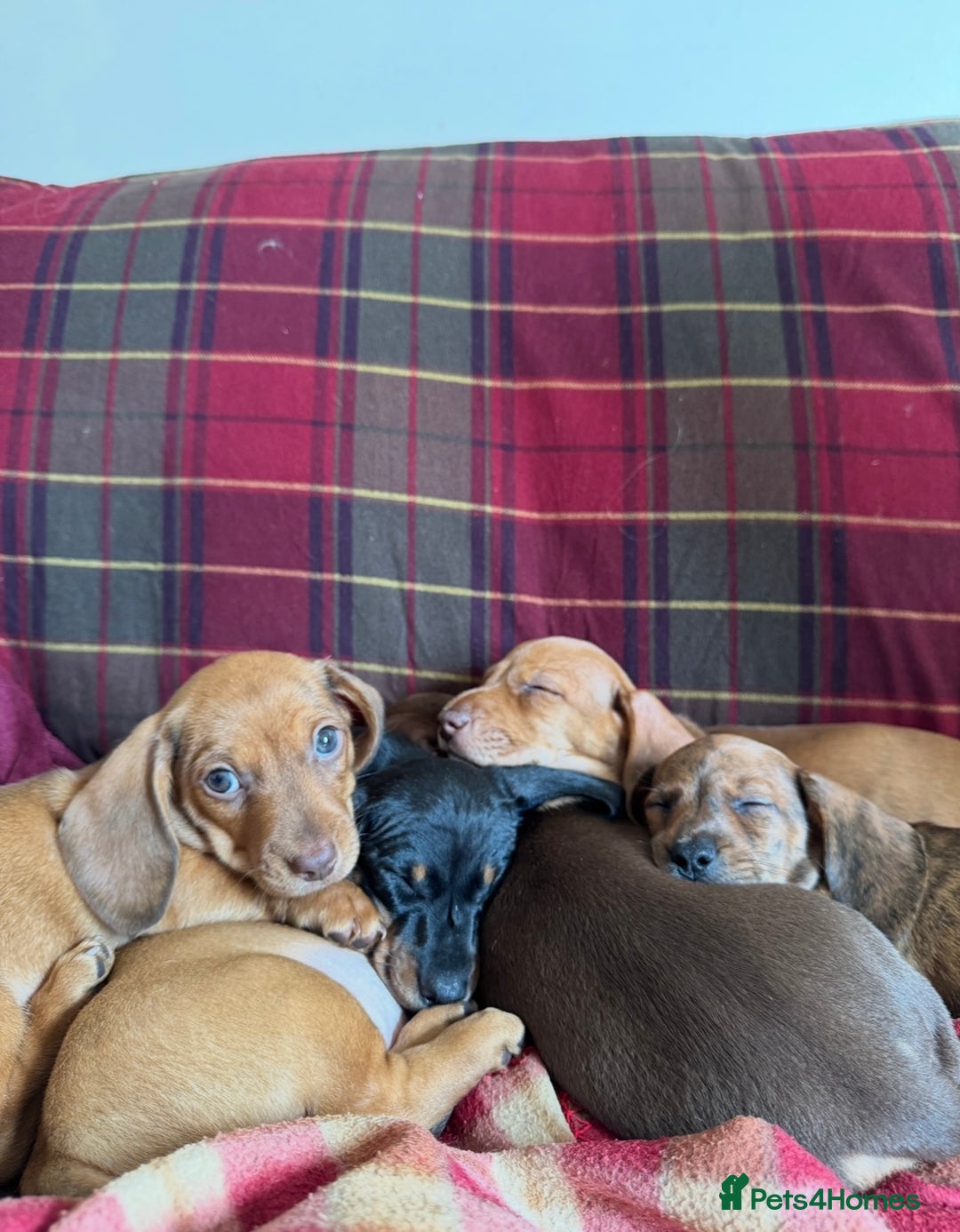 Miniature Dachshund dogs for sale: Miniature Dachshund Puppies  - Image 2