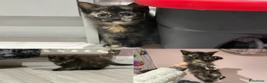 Mixed Breed 3 dark tortie