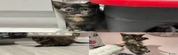 Mixed Breed cats for sale: 6 kittens for sale  - Advert 9