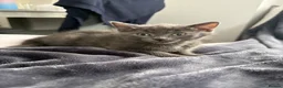 Mixed Breed cats for sale: 6 beautiful Persian Russian Blue mix tabby kittens - Advert 16