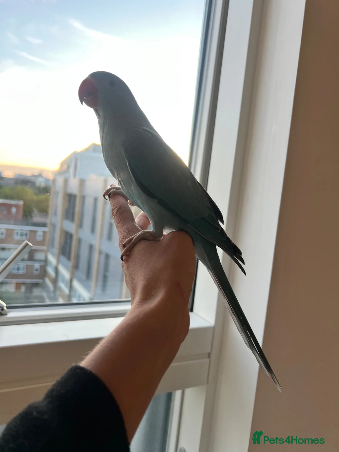 Ringnecks birds for sale: Hand reared indian ringneck babies - Advert 2
