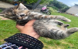 Mixed Breed cats for sale: Siamese/bsh domestic cross kittens  - Image 18