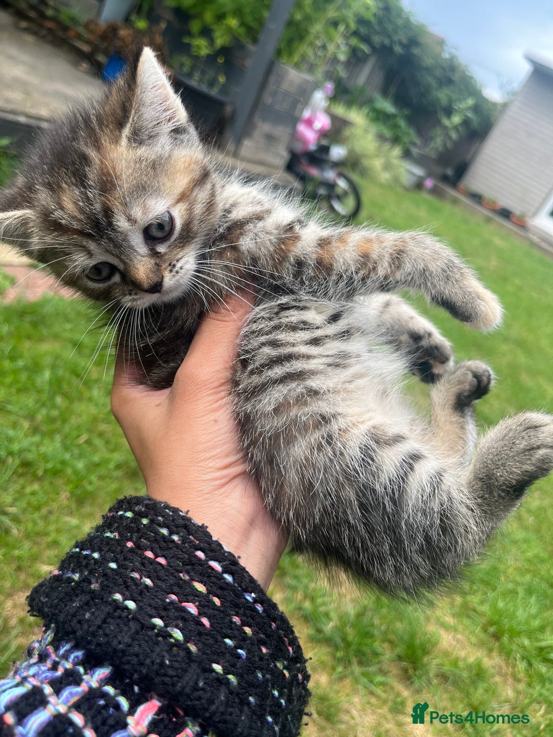 Mixed Breed cats for sale: Siamese/bsh domestic cross kittens  - Image 18