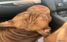 American Bully dogs for sale: Pocket bullies puppies for sale - Image 8