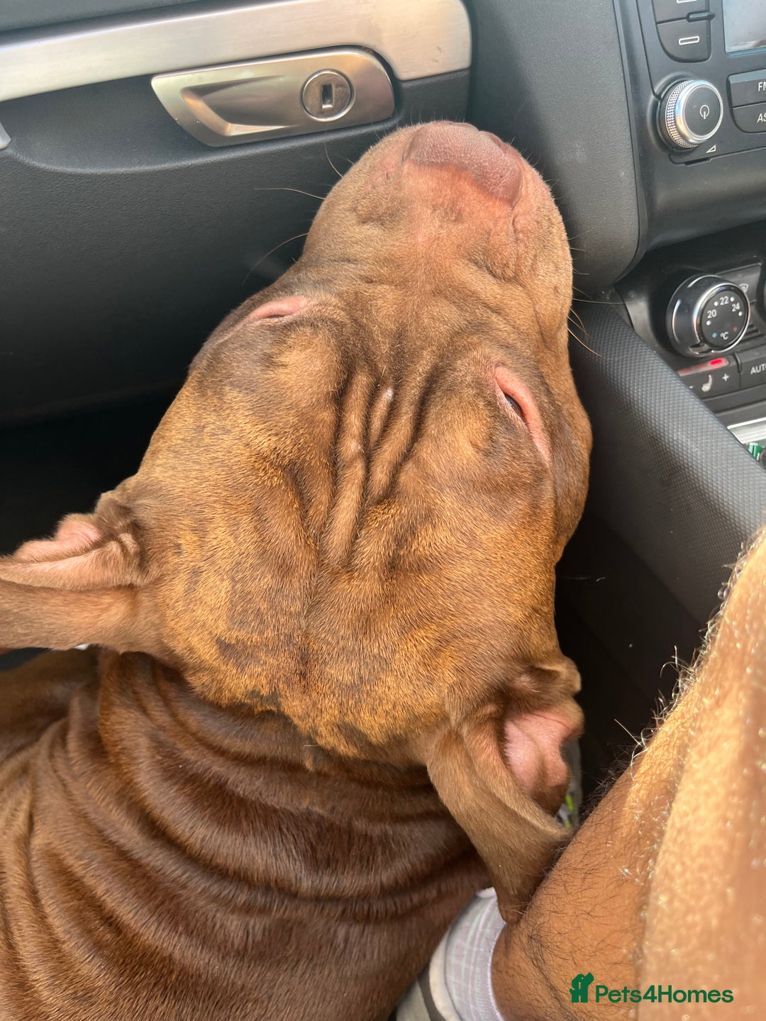American Bully dogs for sale: Pocket bullies puppies for sale - Image 8
