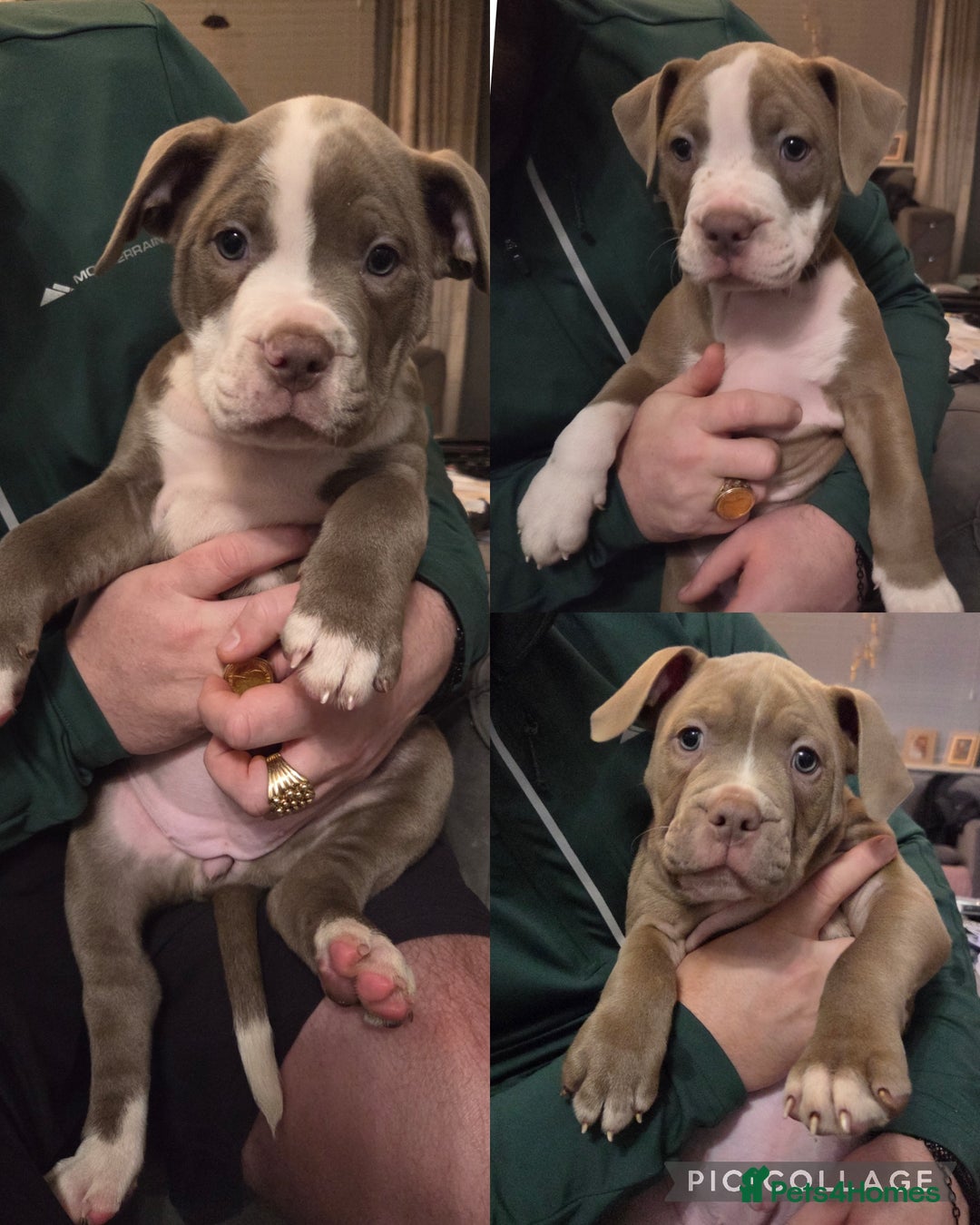 Mixed Breed dogs for sale: Old english bulldog cross american bulldog 😍❤️  - Advert 3