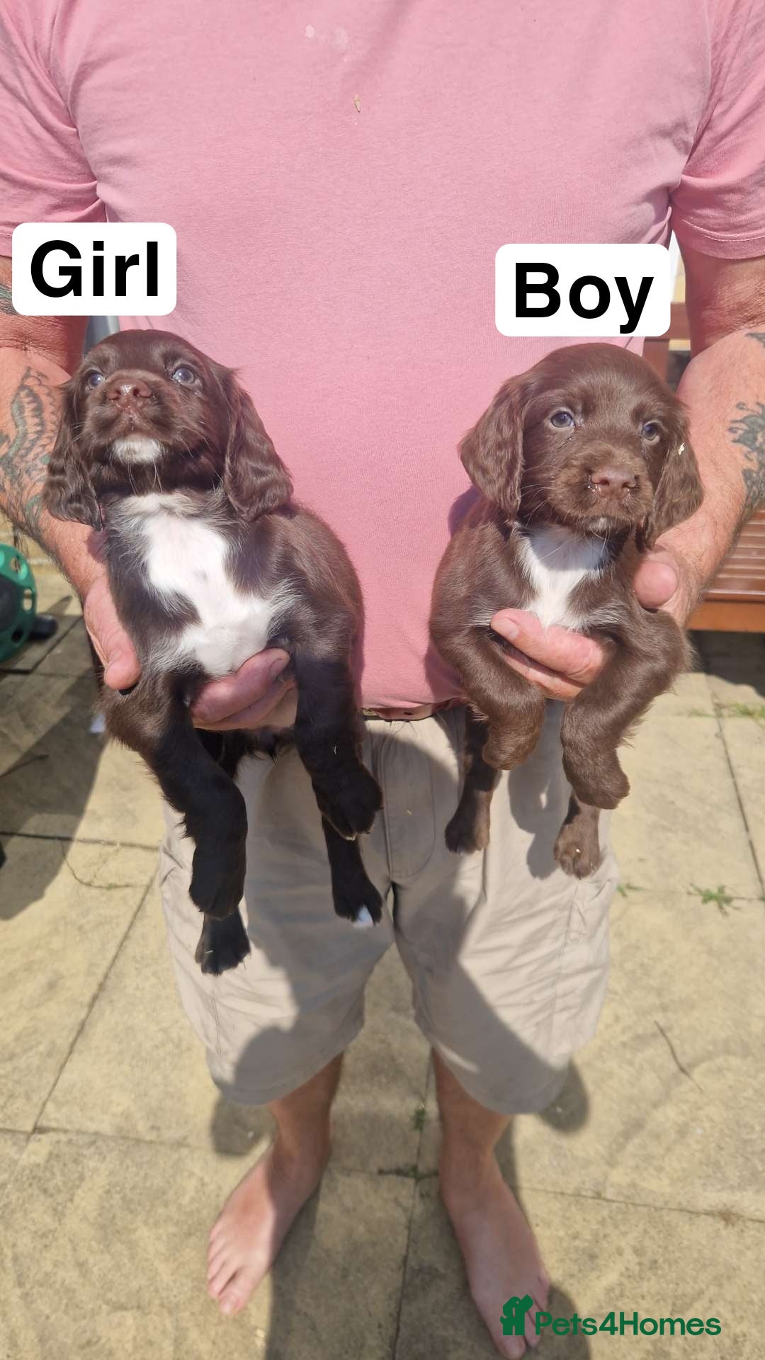 Cocker Spaniel dogs for sale: 7 week old Chocolate Cocker Spaniel pups - Image 2
