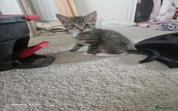Domestic Shorthair cats for sale: Beautiful Tabby male kitten - Image 1