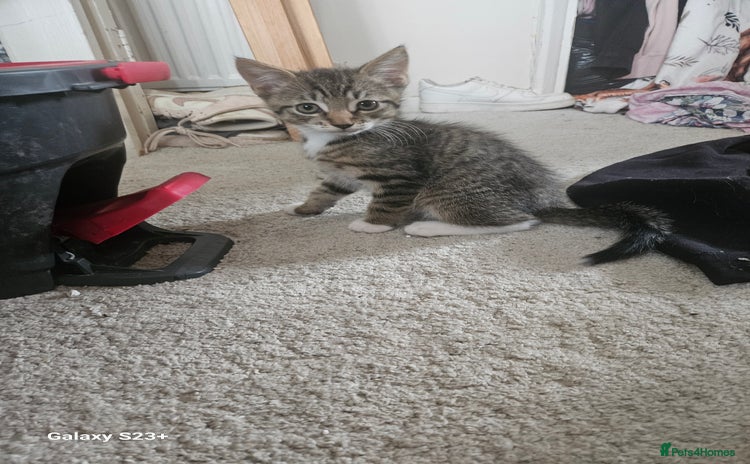 Domestic Shorthair cats - Advert 5
