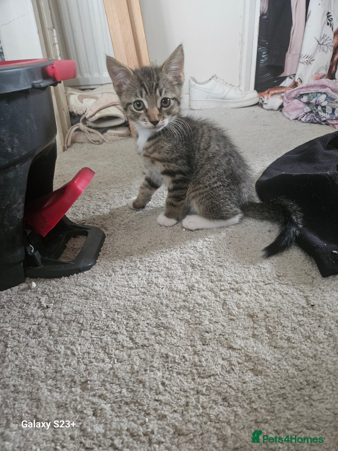 Domestic Shorthair cats for sale: Beautiful Tabby male kitten - Image 1