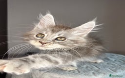 Maine Coon cats for sale: Russian Line maine coon kittens  in Market Rasen - Image 5