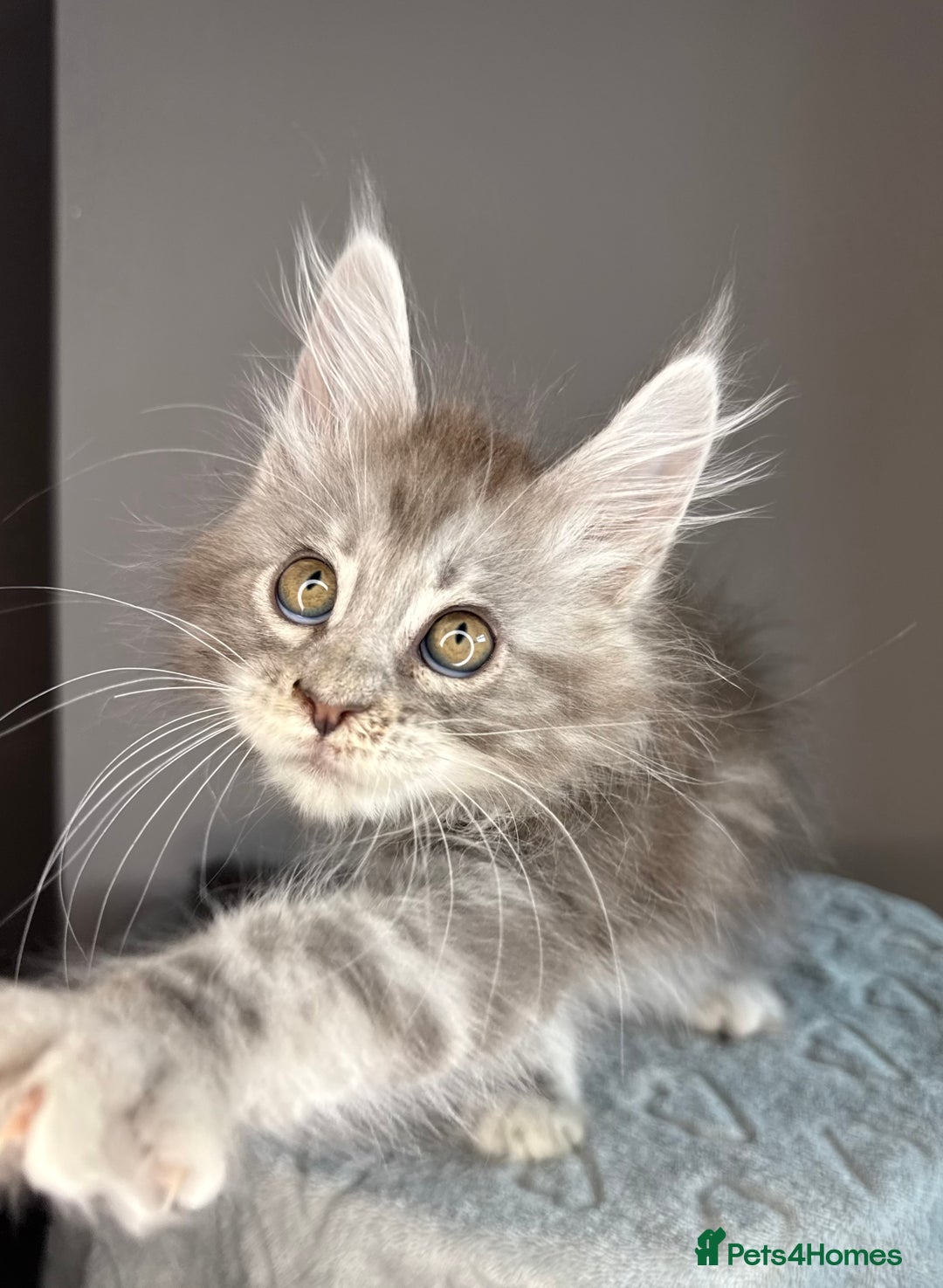 Maine Coon cats for sale: Russian Line maine coon kittens  in Market Rasen - Image 5