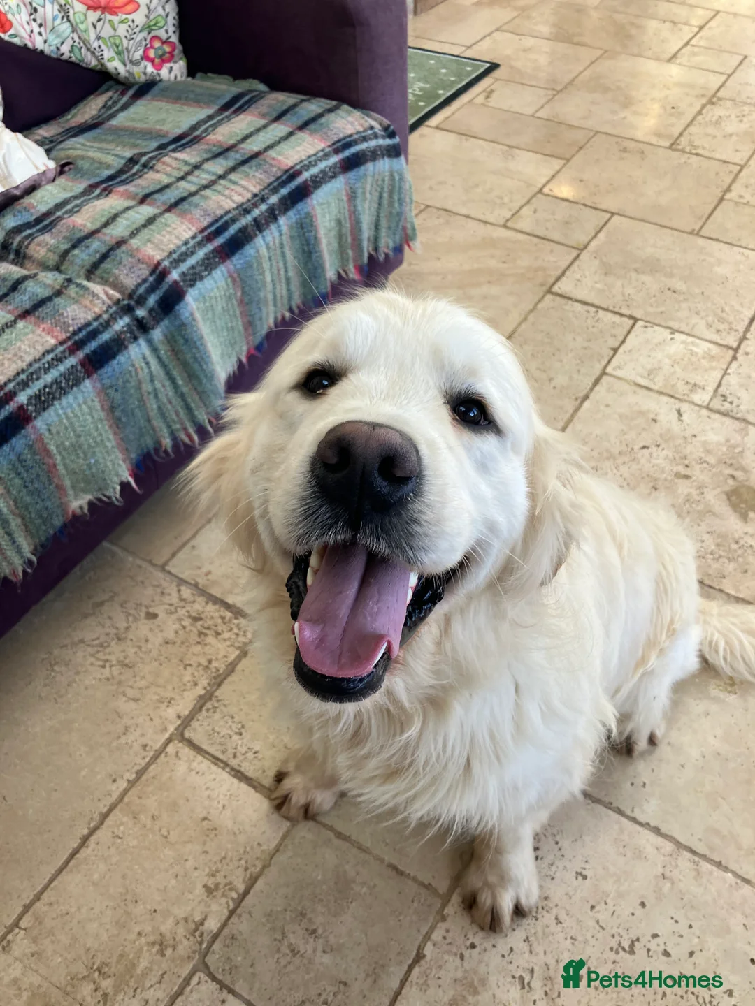 Golden Retriever dogs for sale: Adult Hansome Boy  - Advert 2