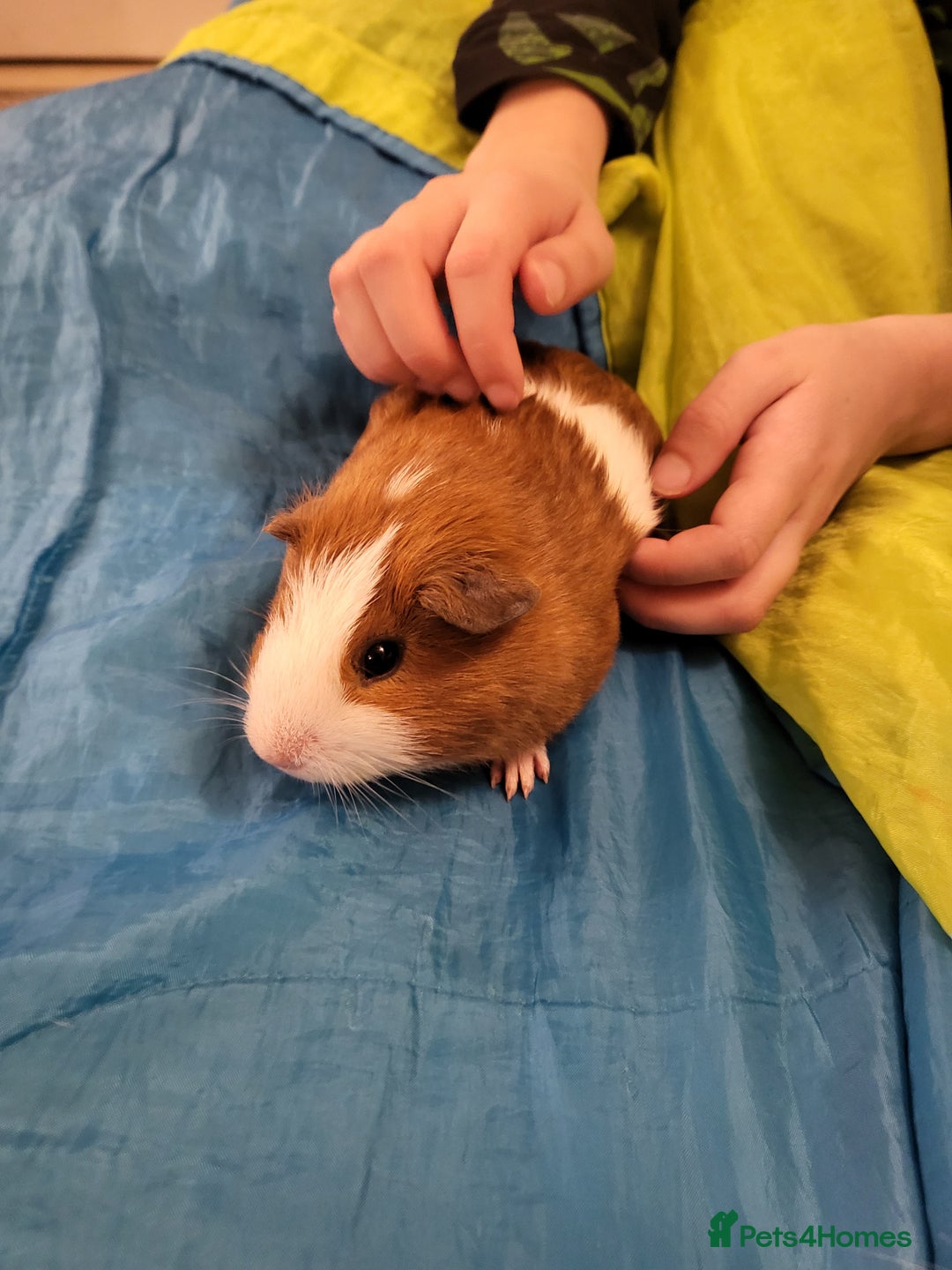Guinea Pig rodents for sale: Baby Guniea Pigs For Sale - Advert 4