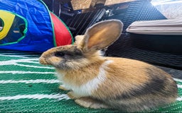 Mini Lop rabbits for sale: Mini Lops & H/LopxLion nearly7w Read description) - Image 8
