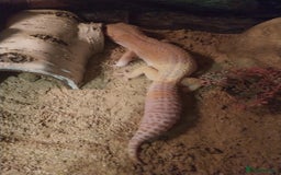 Leopard Gecko reptiles for sale: 3 leopard gecko with tank and table - Advert 7