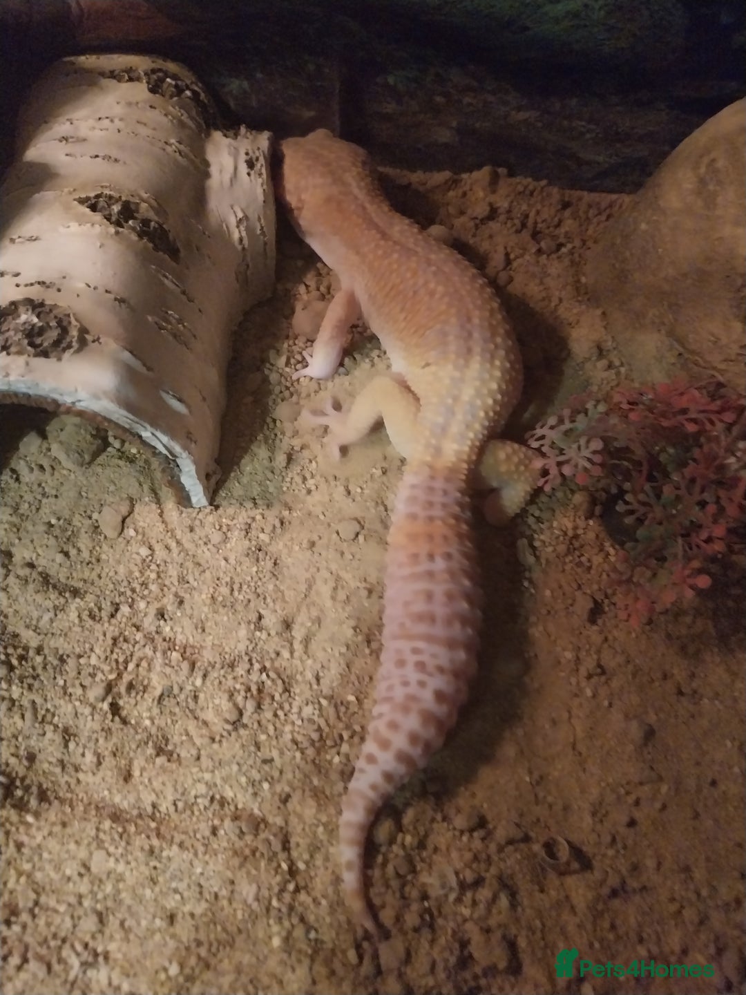 Leopard Gecko reptiles for sale: 3 leopard gecko with tank and table - Advert 7