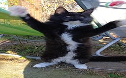 Maine Coon cats for sale: Maine-Coon kittens  - Image 20