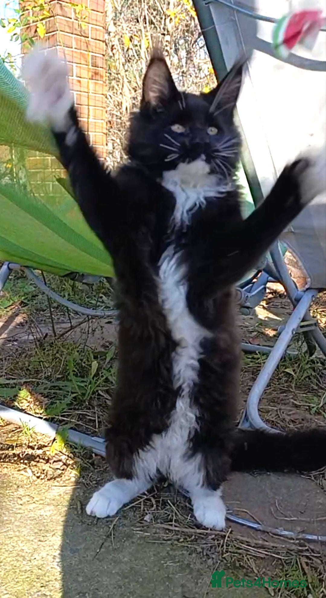 Maine Coon cats for sale: Maine-Coon kittens  - Image 20