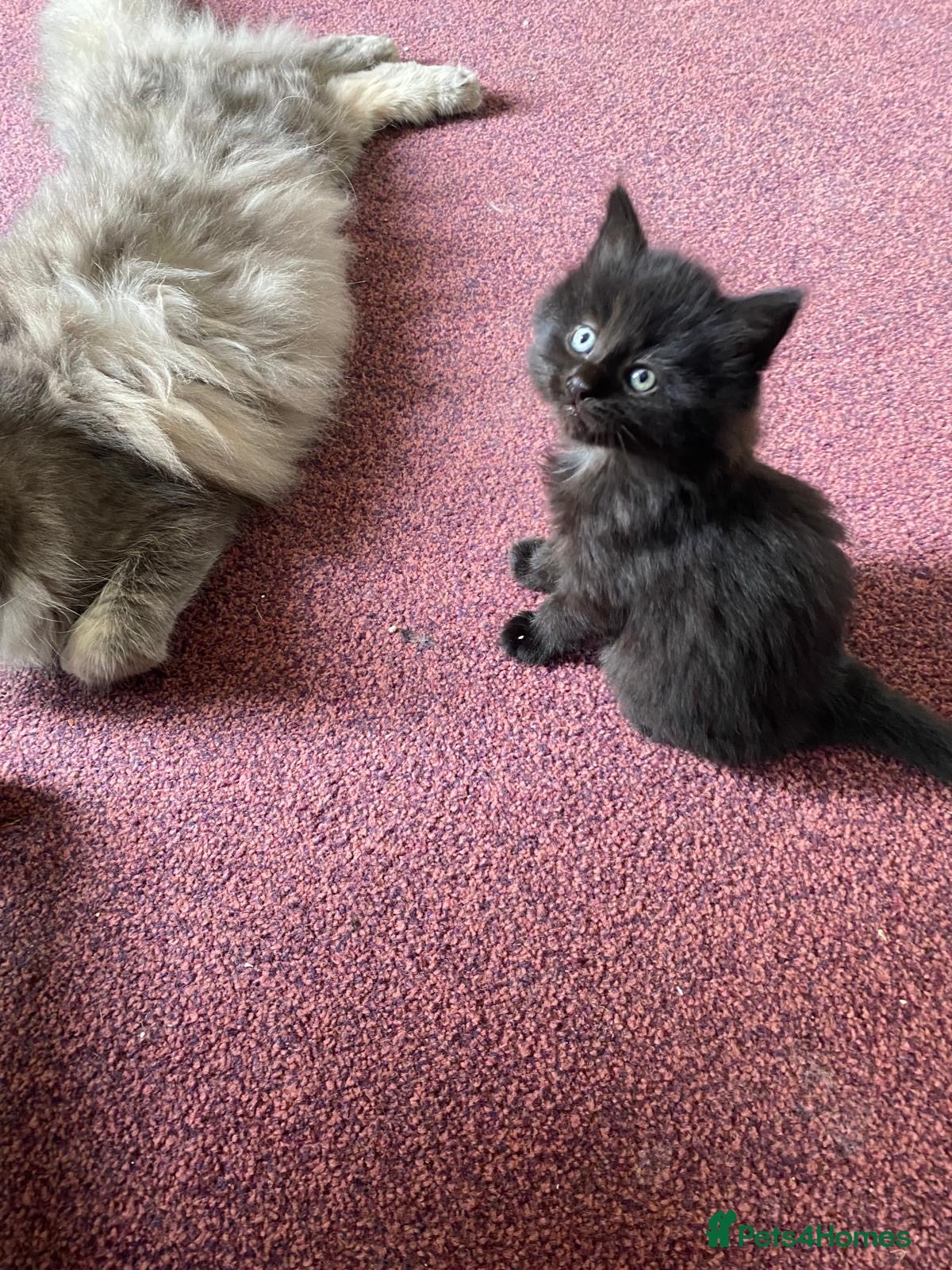 Siberian cats for sale: ADORABLE SIBERIAN X RUSSIAN BLUE MIX - Advert 6