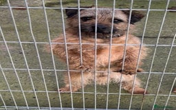 Border Terrier dogs for stud:  Border  terrier for stud  in Driffield - Image 4