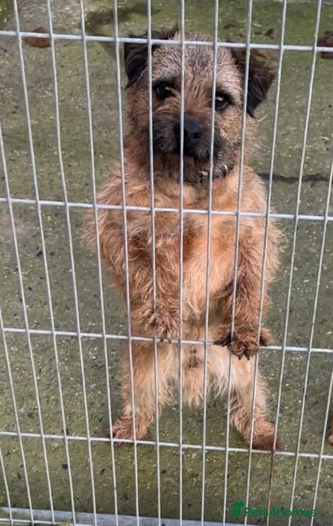 Border Terrier dogs for stud:  Border  terrier for stud  in Driffield - Image 4
