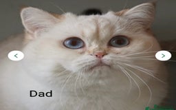 British Shorthair cats for sale: British shorthair kittens  - Image 8