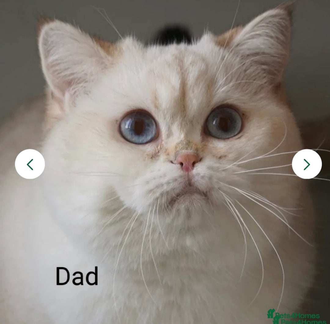 British Shorthair cats for sale: British shorthair kittens  - Image 8