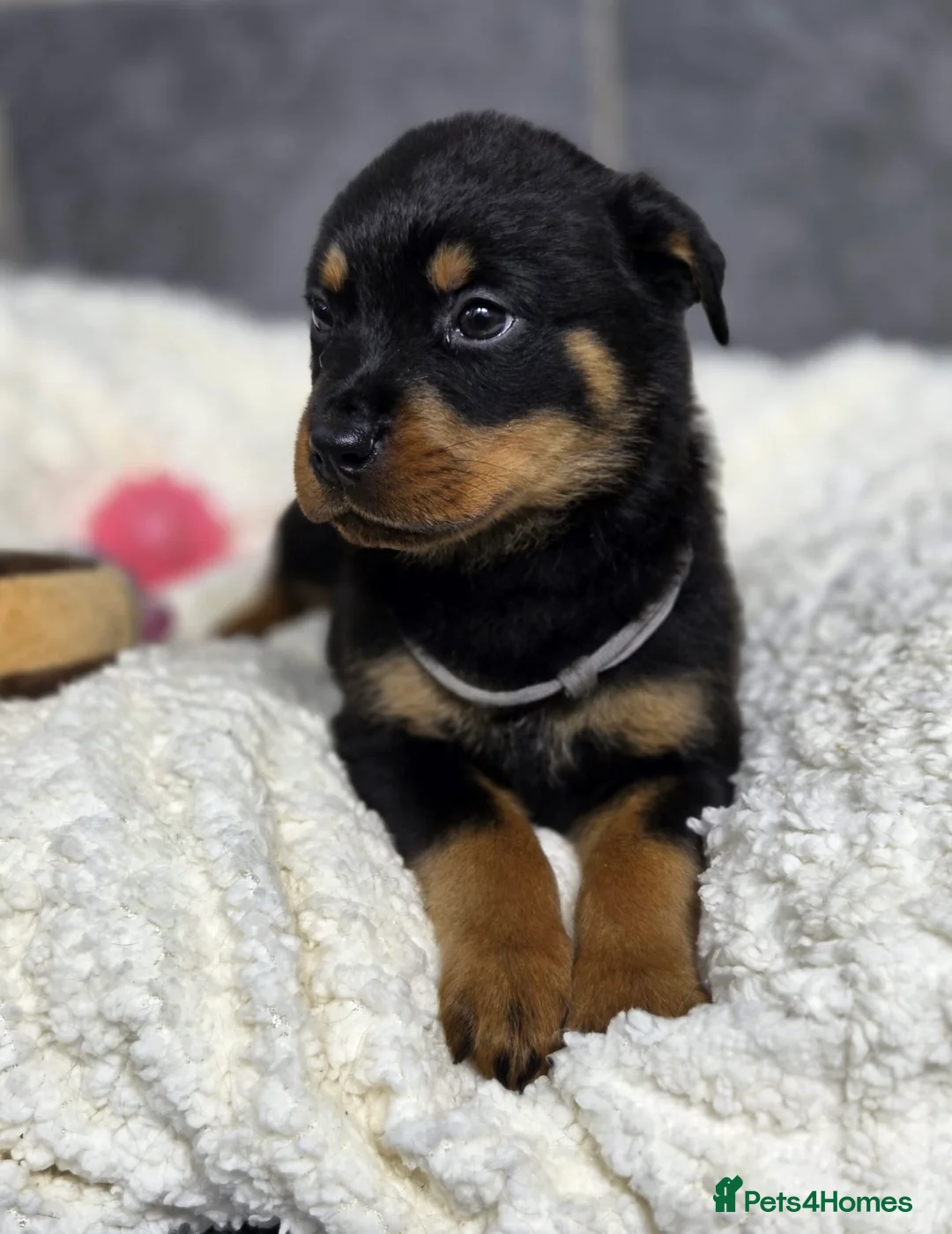Rottweiler dogs for sale: Stunning Rottweiler pups - Advert 5