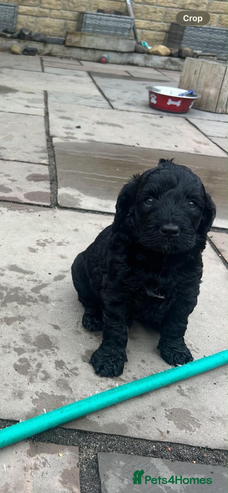 Cockapoo dogs F2 Cockapoo **2 Males left** - Advert 6