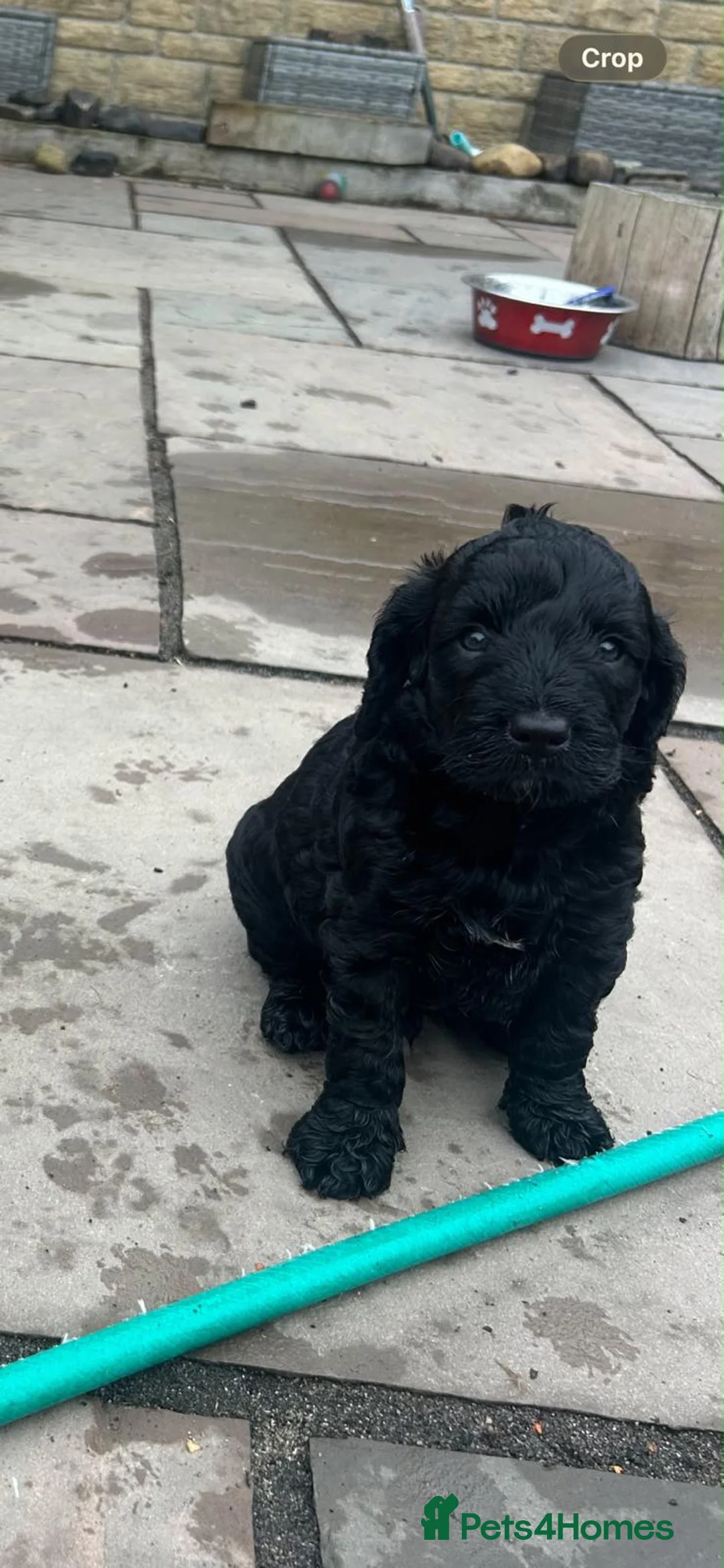 Cockapoo dogs for sale: F2 Cockapoo **1 Male left** - Advert 1