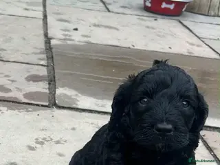 Cockapoo dogs F2 Cockapoo **2 Males left** - Advert 1