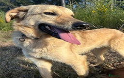 Mixed Breed dogs for adoption: Pettern - Norwich Norfolk  - Image 10