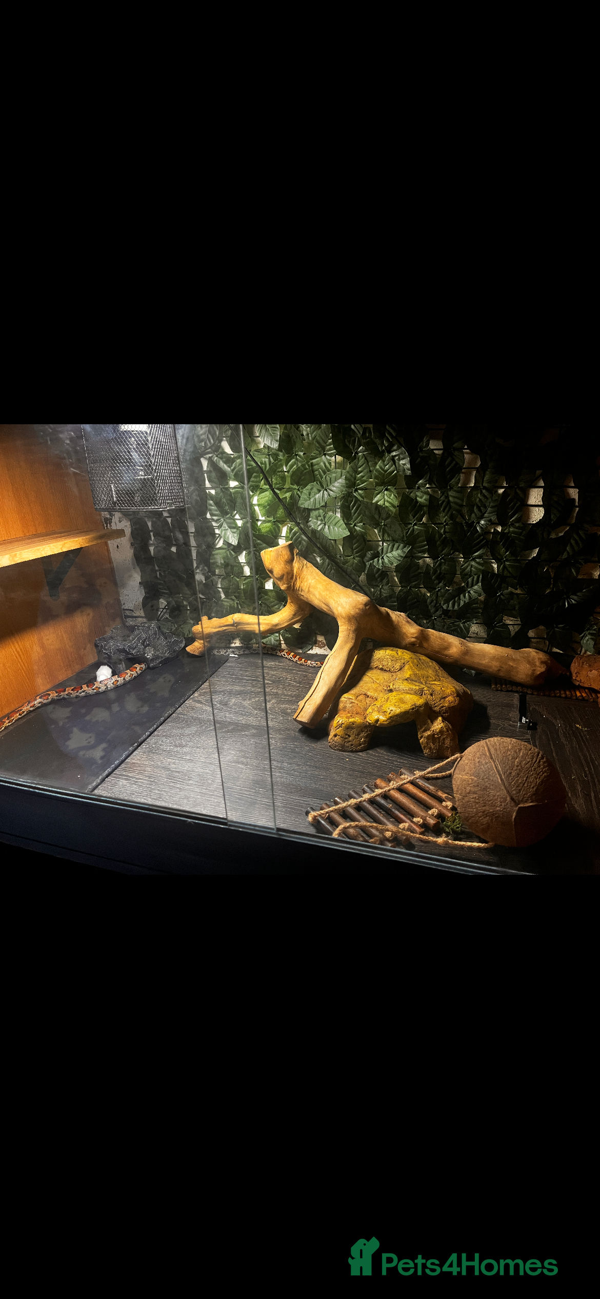 Corn Snake reptiles corn snake - Advert 12