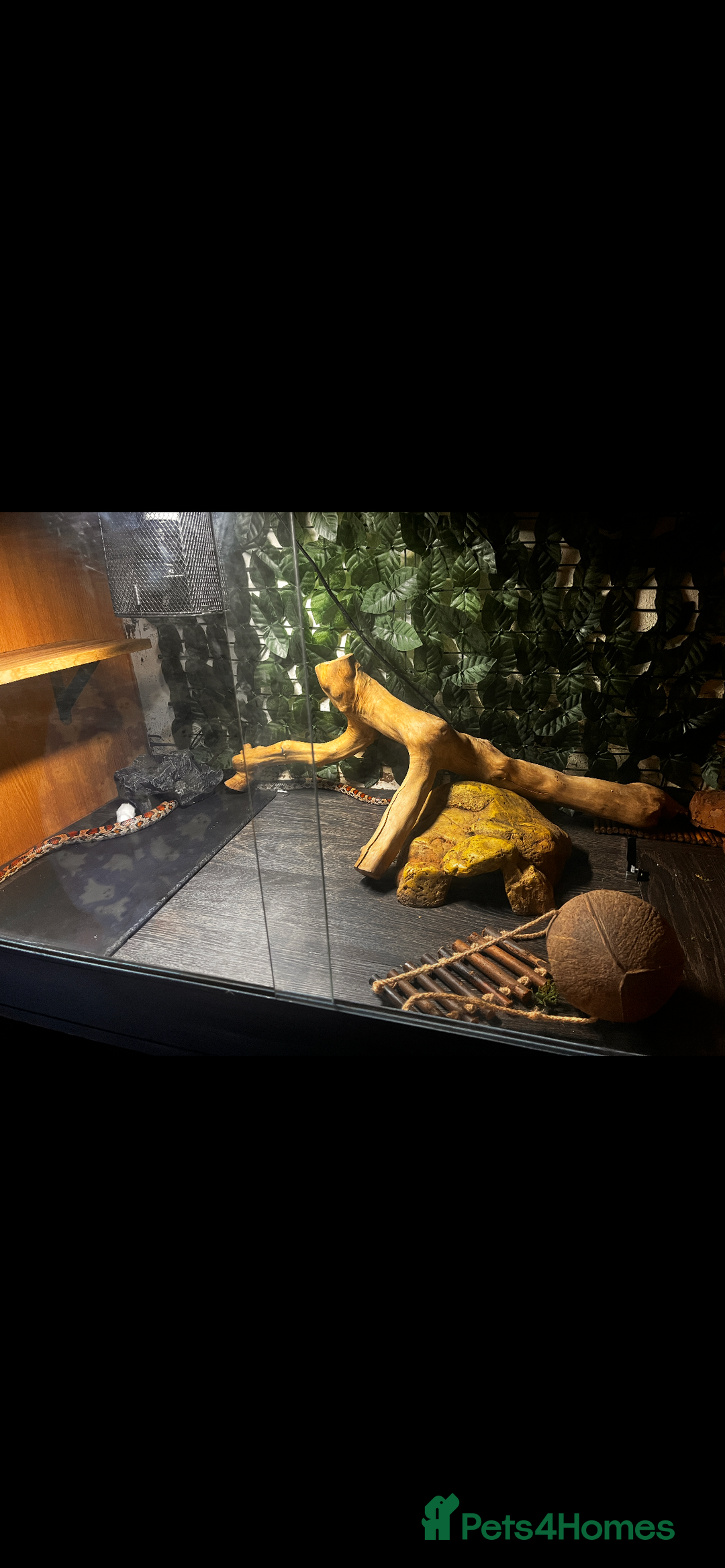 Corn Snake reptiles for sale: corn snake - Advert 1