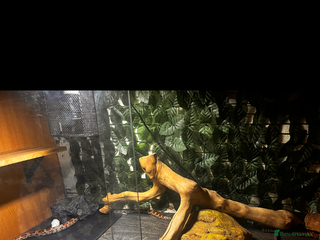 Corn Snake reptiles corn snake - Advert 12