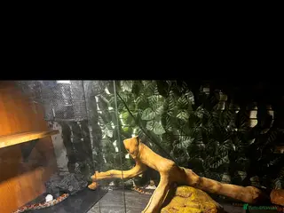 Corn Snake reptiles corn snake - Advert 16