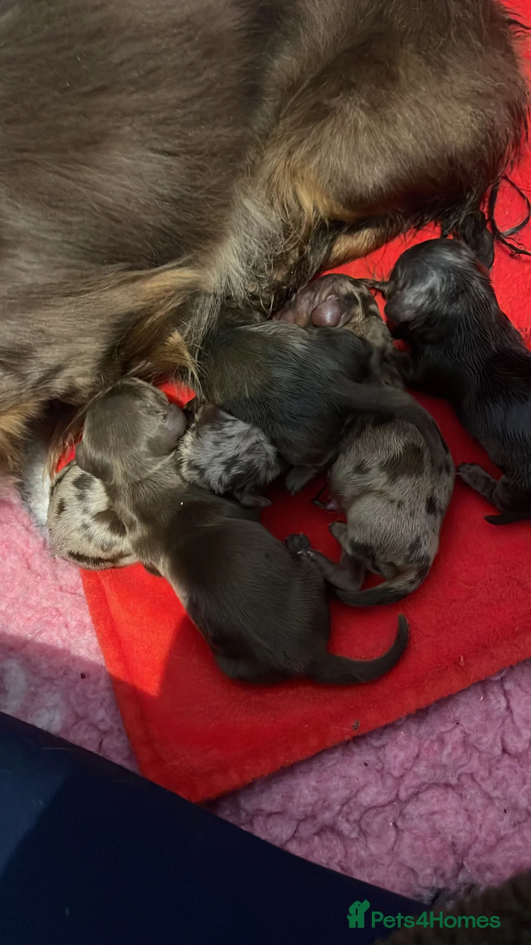 Miniature Dachshund dogs for sale: Beautiful miniature L/C dachshunds available - Advert 5