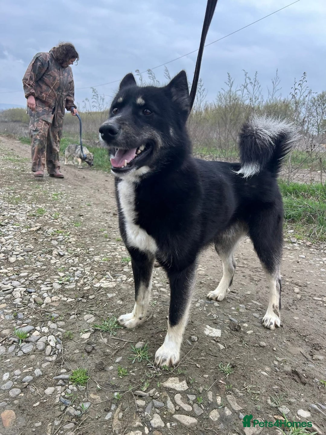 Mixed Breed dogs for adoption: Renato - Norwich Norfolk  - Image 11