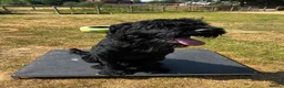 Russian Black Terrier dogs for sale: Hercules  - Advert 5