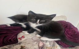 Mixed Breed cats for sale: X BRITISH SHORT adorable kittens ready 4 new home - Image 14