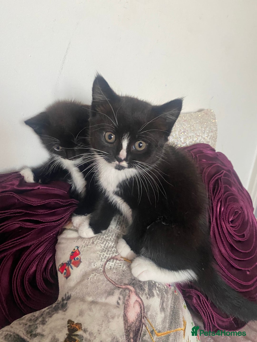 Mixed Breed cats for sale: X BRITISH SHORT adorable kittens ready 4 new home - Image 14