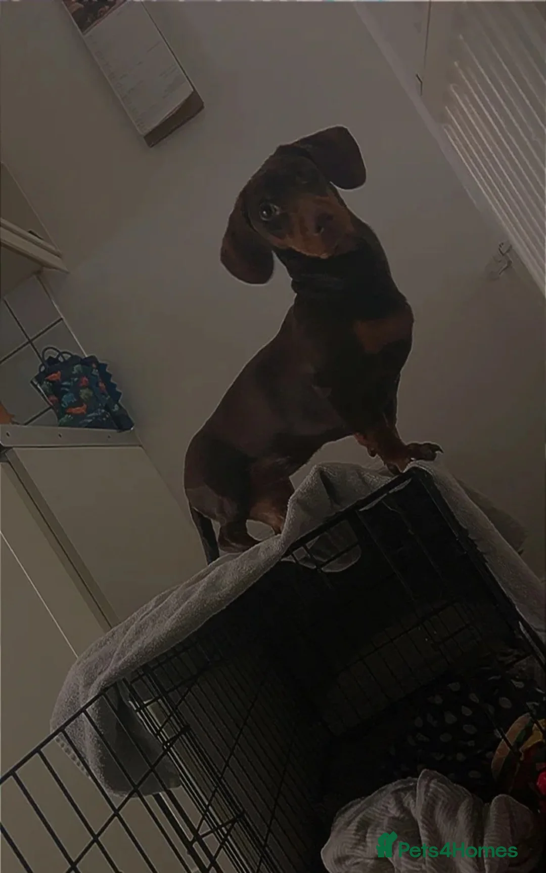 Miniature Dachshund dogs for sale: Miniature dachshund  - Advert 2