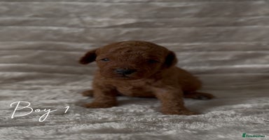 Toy Poodle dogs - Advert 8