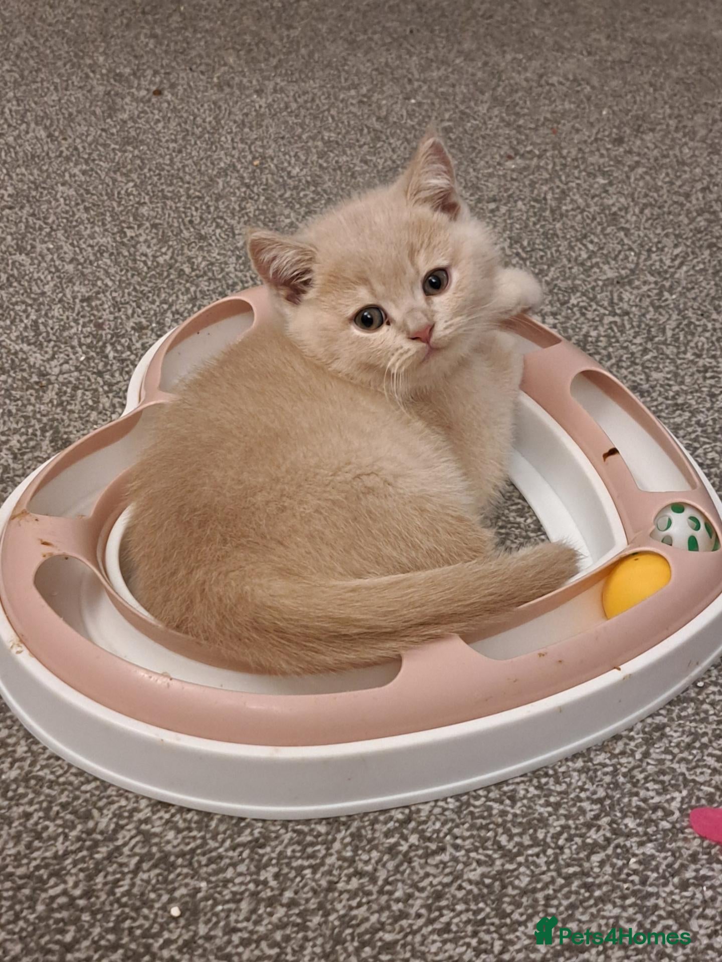 British Shorthair cats Sale. Gorgeous purebreed BSH kittens - Advert 1