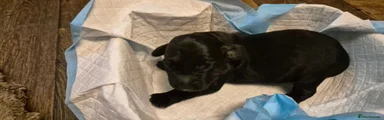 Cocker Spaniel 1