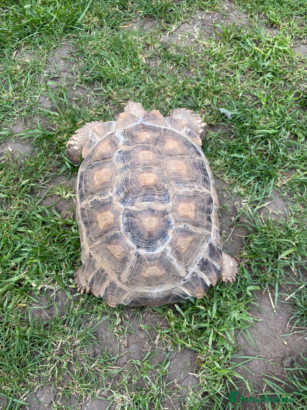 Tortoise reptiles for sale: Male Sulcata  - Advert 5